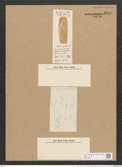 Amphora cyclops Lend.-Fortm. (de-Toni-Nr.: Genus 36, Species 1640) Zeichnungen Sammlung Grunow Nr. 3134 (NHMW-BOT-W0370565)
